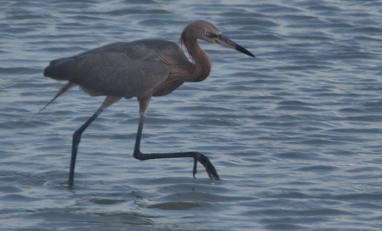 heron in water 